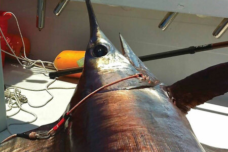 Big Swordfish - Tactical Advantages