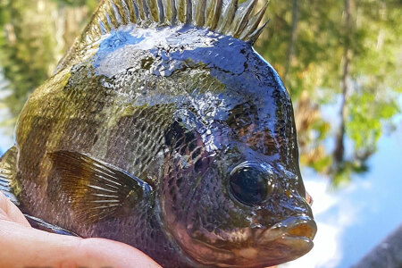 Fishing Florida Panfish with William Toney