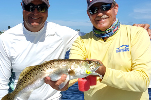 Spotted Seatrout caught Fishing Tampa Bay