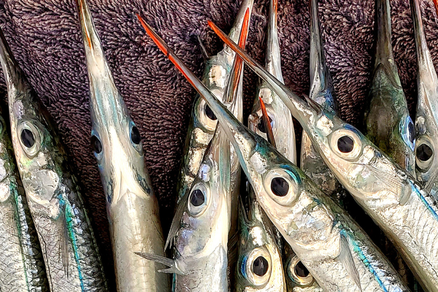 ballyhoo baits freshly caught and ready for rigging