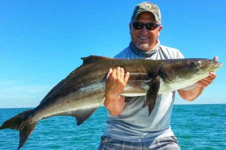 nice Cobia caught while wreck fishing in Florida