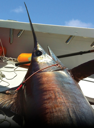 Big Swordfish Fishing Tactics
