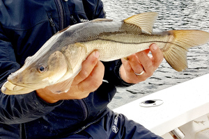 Live Bait Winter Snook