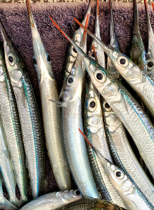 ballyhoo baits freshly caught and ready for rigging