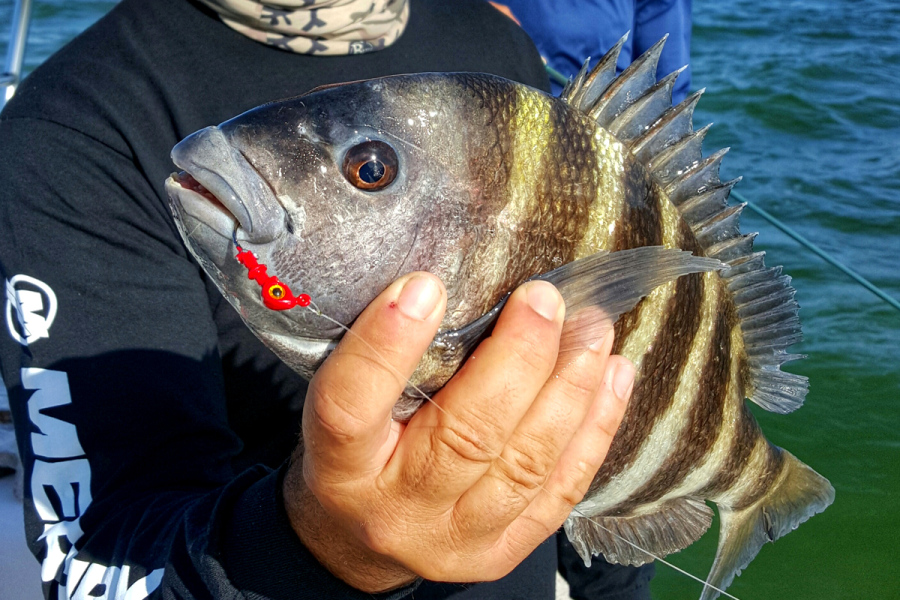 Sheepshead Fish caught on Florida's Nature Coast
