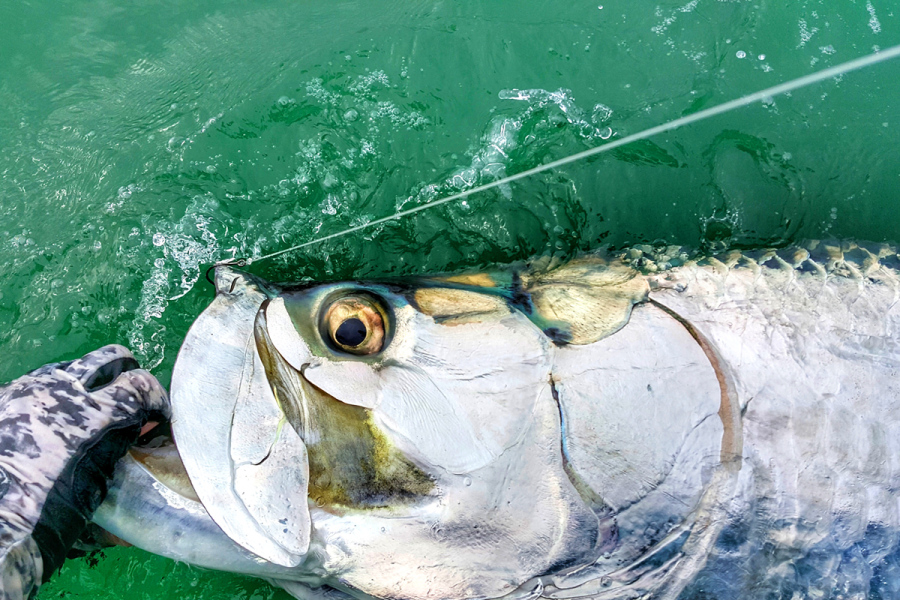 Tarpon caught Fishing Florida's Gulf Coast off Sarasota