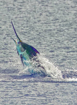 blue marlin jumping out of water in kona