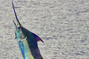 Blue Marlin jumping while hooked up