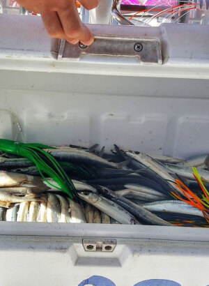 Ballyhoo Fish &ndash; Bait Rigging Insights