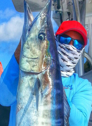 slow trolling with live bait produces a nice wahoo in Kona Hawaii