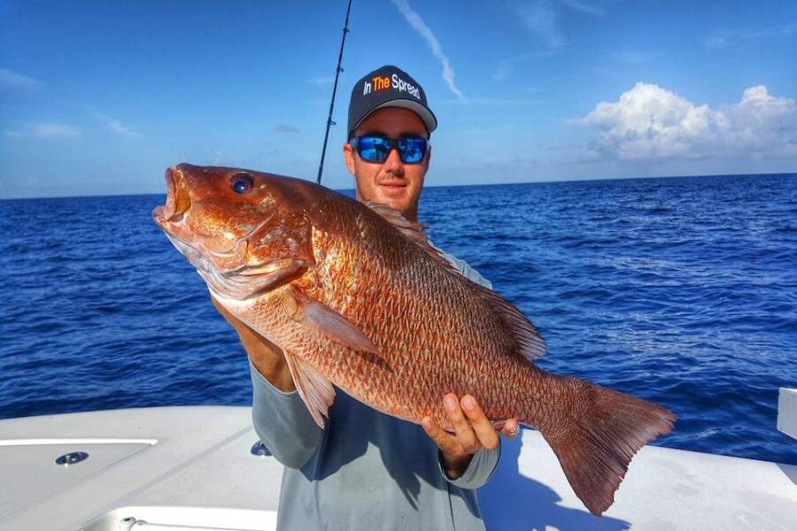 The Basics of Chumming for Mangrove Snapper