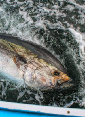 Hooks for Tuna Fishing