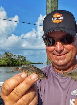 Pinfish are the Best Fishing Baits for the Florida Gulf Coast