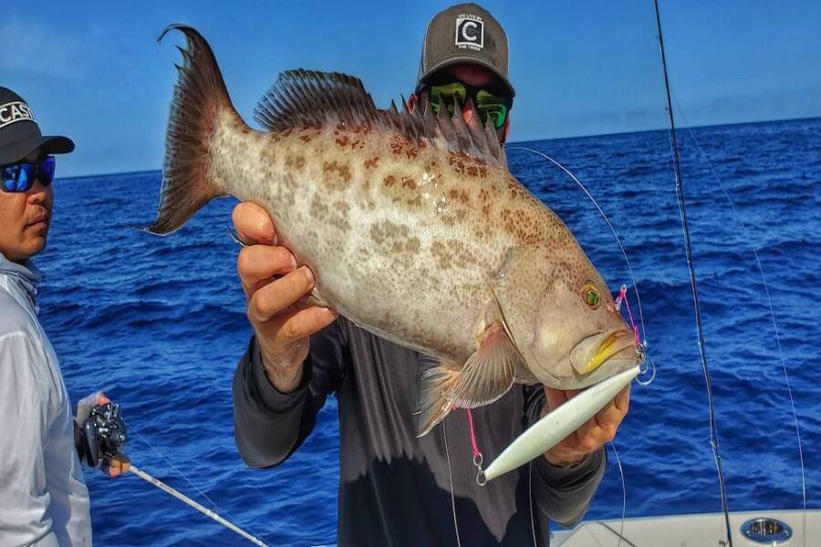 grouper with slow pitch jig in the mouth
