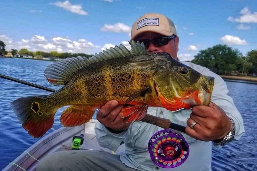 Justin Nguyen - Florida Peacock Bass Fishing Guide