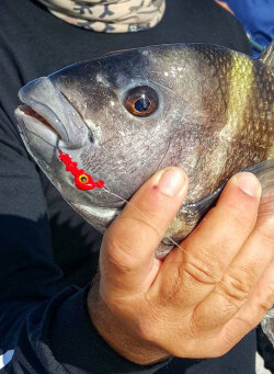 Winter Sheepshead Fishing Techniques - Captain William Toney
