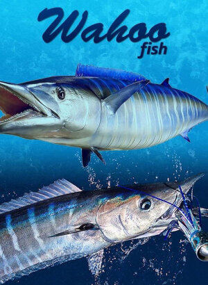Wahoo Fish - The valued Game Fish and Best sports Fish