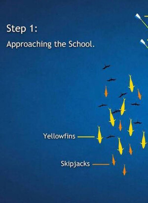 Yellowfin Tuna Fishing - Getting on Fish diagram