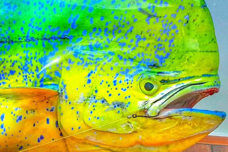 Dolphin Fishing - Know The Species