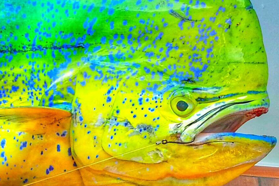 Dolphin Fishing - Know The Species