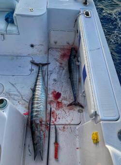 Planer Fishing - Target Suspended Fish