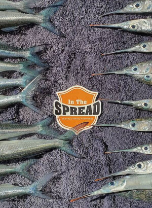 live ballyhoo freshly caught for fishing