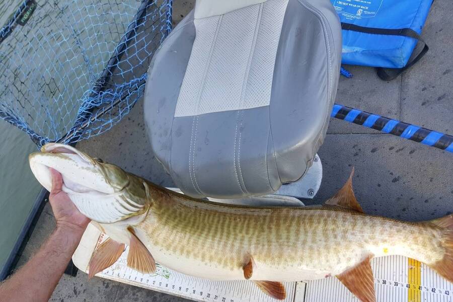 Reservoir Musky - Fishing RIP Rap with Cory Allen