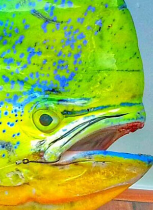 Selection of Dolphin Fishing Rigs