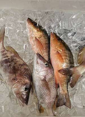William Toney shows how to Fillet Mangrove Snapper
