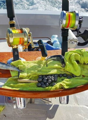 Ballyhoo - THE Bait for Offshore Fishing