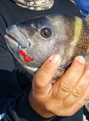 big sheepshead caught in Homosassa with William Toney