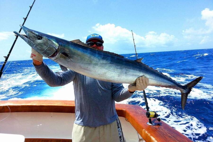 Wahoo Fish - The Razor Toothed Delicacy