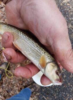 How to Catch Baits for Muskie Fishing