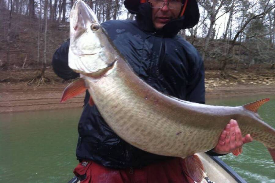 Big Fall Trophy Musky caught fishing in Tennessee with Dwayne Hickey