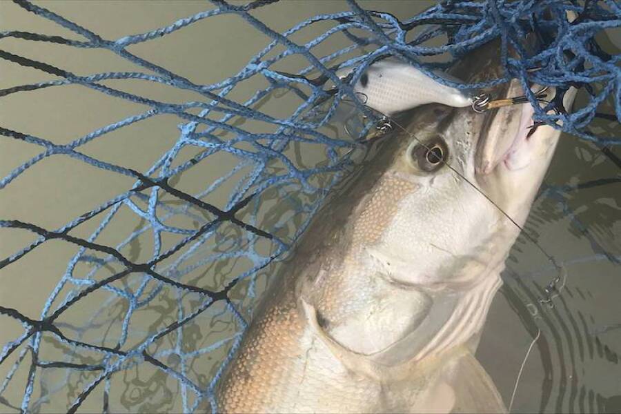 Musky Lures - Bottom Contact is Key