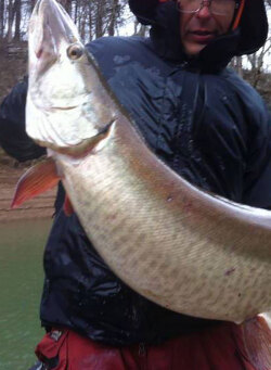 Big Fall Trophy Musky caught fishing in Tennessee with Dwayne Hickey