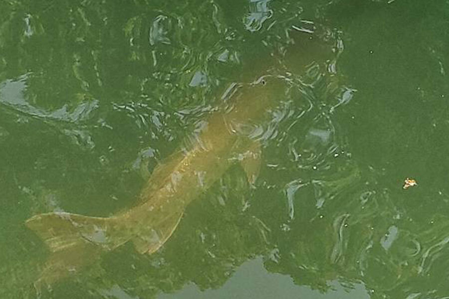 Muskie Follows - Dwayne Hickey