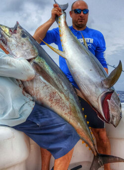 big yellowfin tuna caught on light tackle off of venice, louisiana