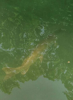 Muskie Follows - Dwayne Hickey