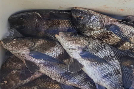 Winter Black Drum Fishing