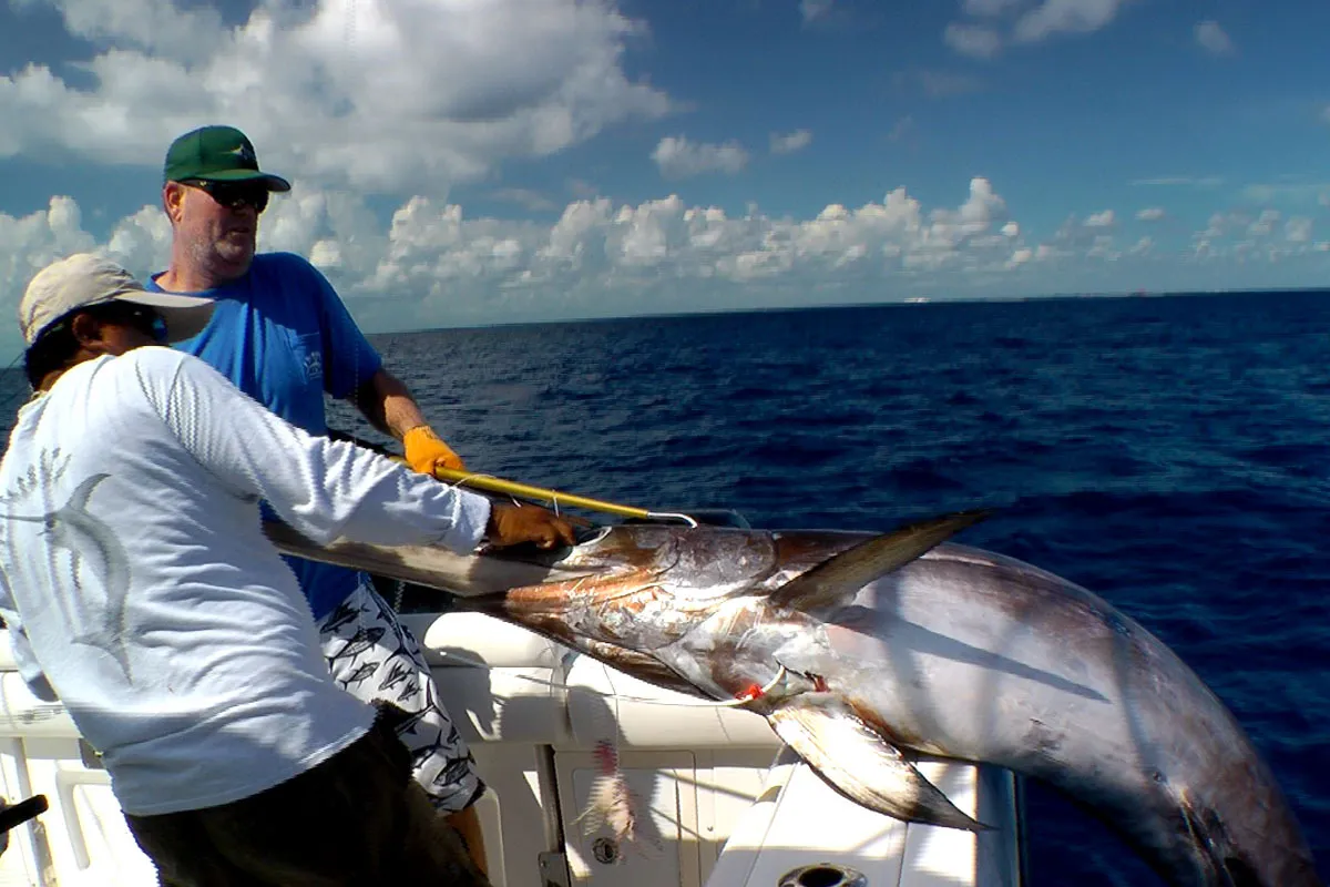 big swordfish being pulled into the boat