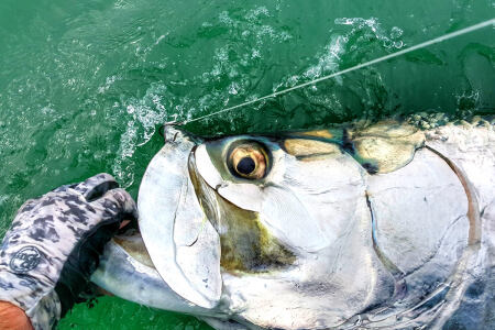 silver king tarpon caught by Seth Horne in Florida