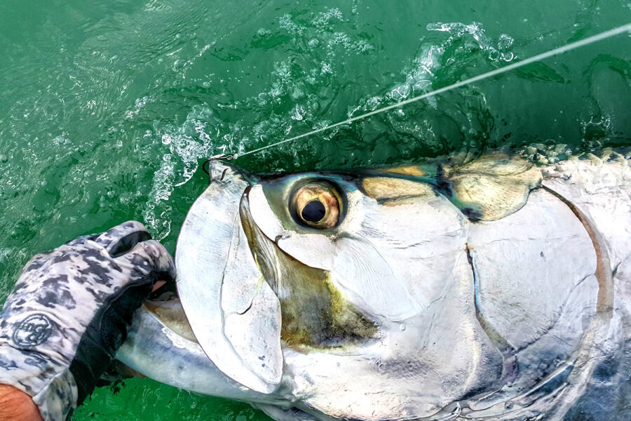 silver king tarpon caught by Seth Horne in Florida
