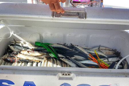 Ballyhoo Fish &ndash; Bait Rigging Insights