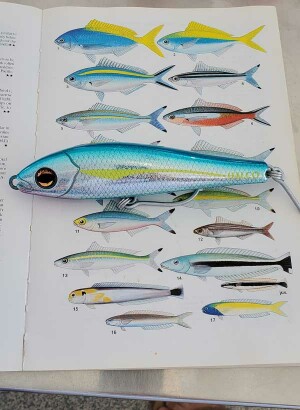 stickbaits and poppers ready for action against big reef predators