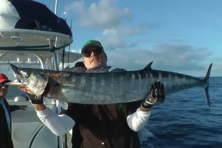 nice wahoo aka ono fish held up by fisherman caught high speed trolling