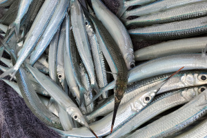 live ballyhoo freshly caught for fishing