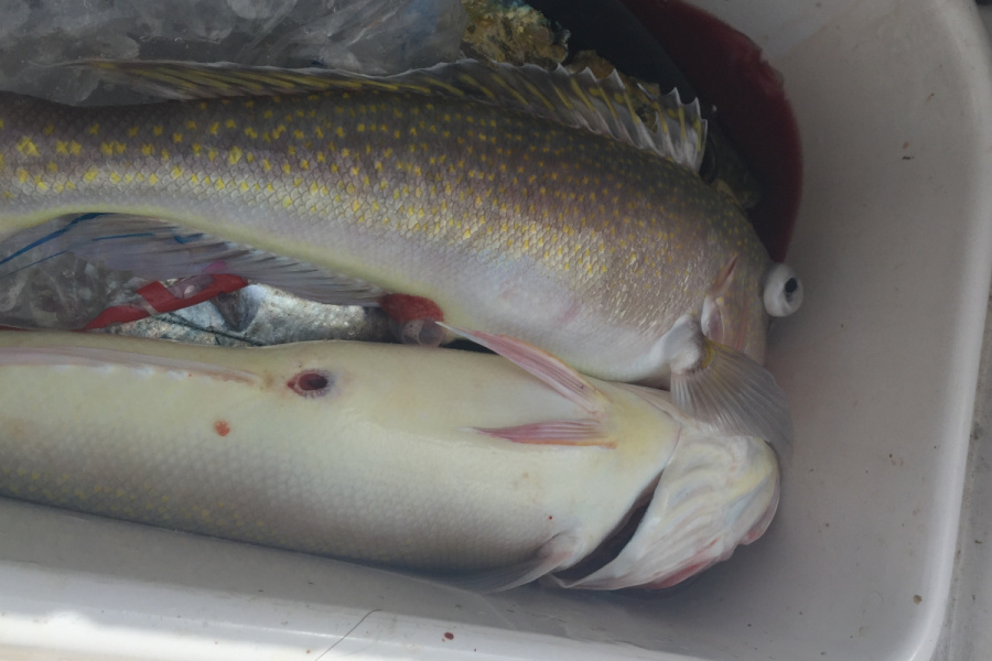 golden tilefish in the ice box