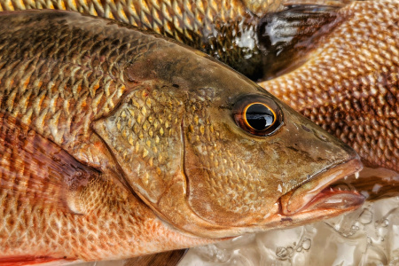 mangrove snapper caught in shallow water off west coast of Florida