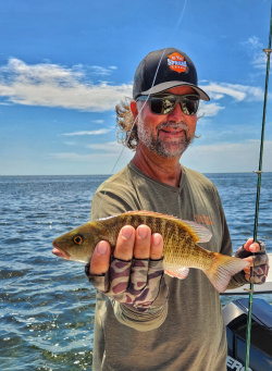 mangrove snapper caught in shallow water off west coast of Florida